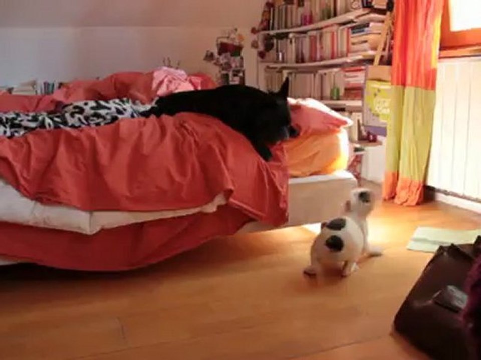 Gilda et Colette jouent 25 juin 2012 le matin Colette nargue Gilda