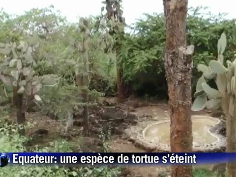 Galapagos: une espèce de tortue disparaît sans descendance