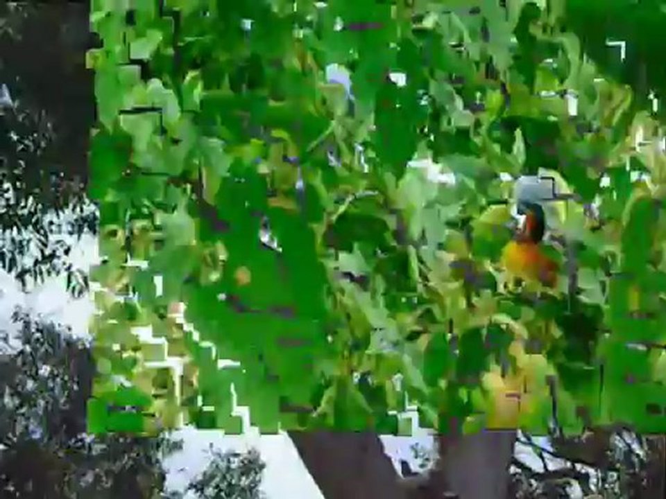 Australie - Perroquets et Kookaburra