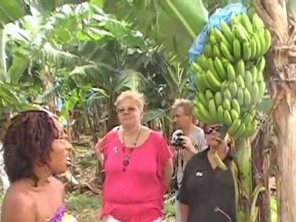 plantation de bananes en Martinique