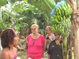 plantation de bananes en Martinique