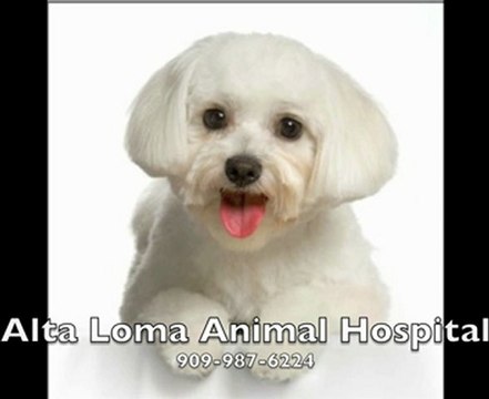 Alta Loma Animal Hospital 909-987-6224 Rancho Cucamonga, CA