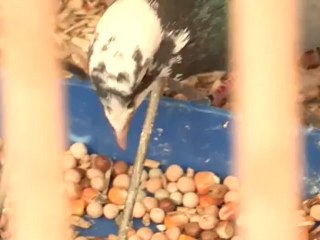 How To Diagnose Pigeon Fanciers' Lung