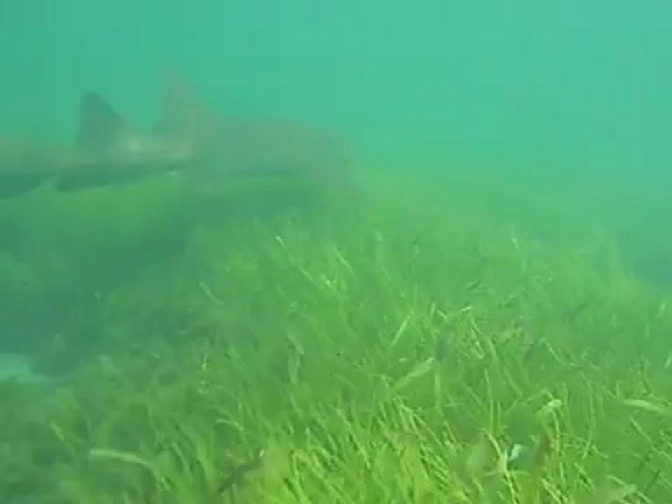 Requin dormeur, Marigot, St Barth