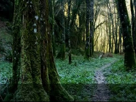 Atrevete a Volar - Video de Motivación y reflexión