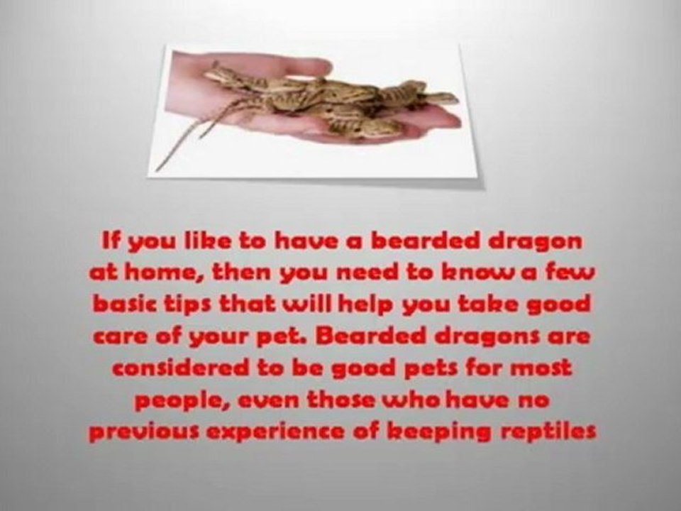Bearded Dragon Cares Sheet - Pet Bearded Dragon