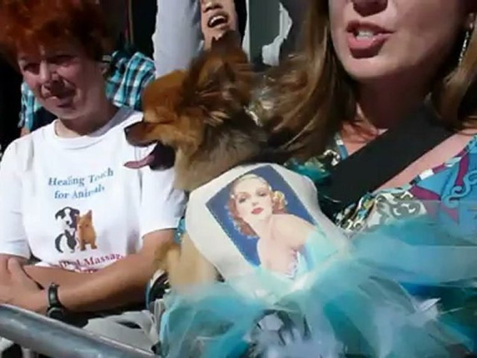 'The Artist'-Star Uggie mit Pfoten in Hollywood verewigt