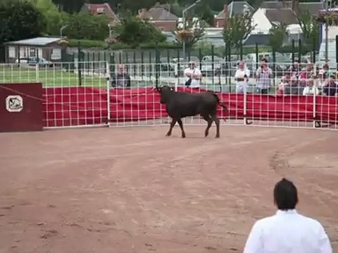 Des courses de vaches landaises dans le Nord