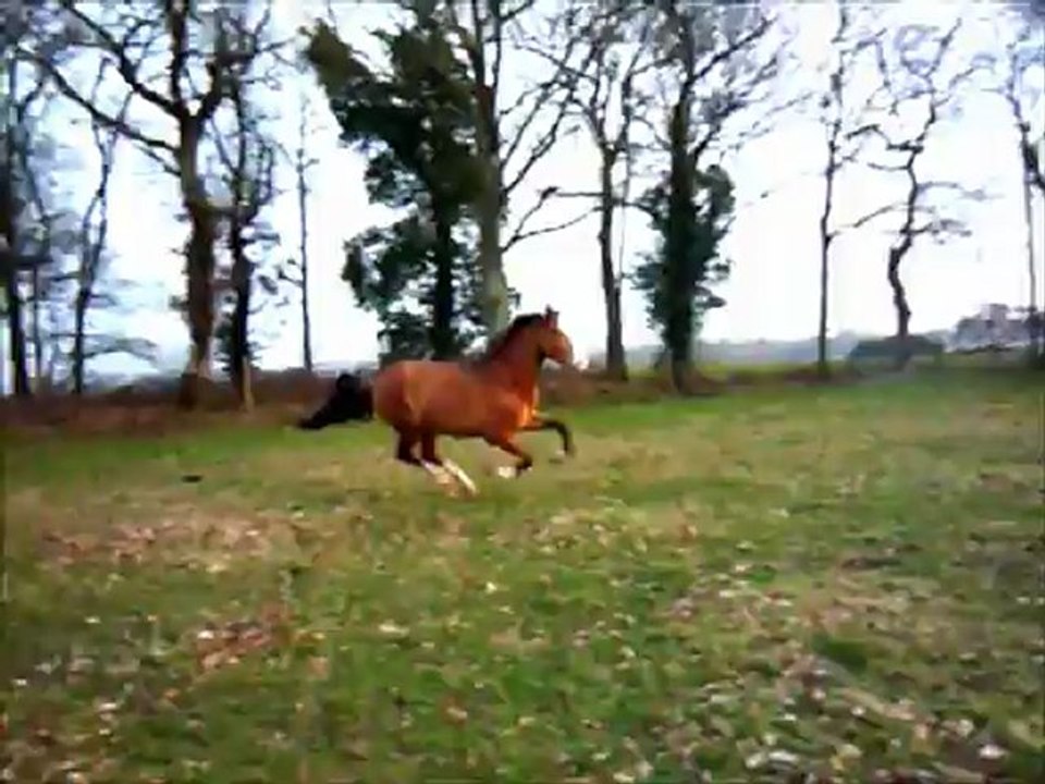 Tzigane de Massa cheval lusitanien