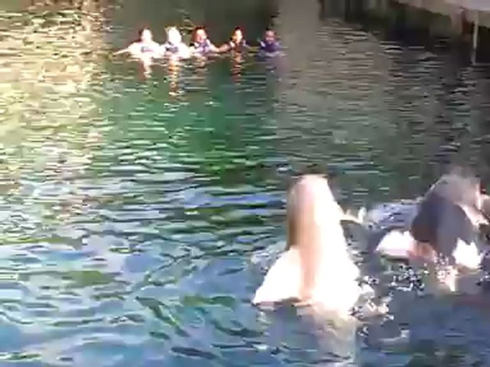 Infogruppe TUI TRAVELSTAR beim Delfin schwimmen in Mexiko Playa del Carmen www.Fella.de