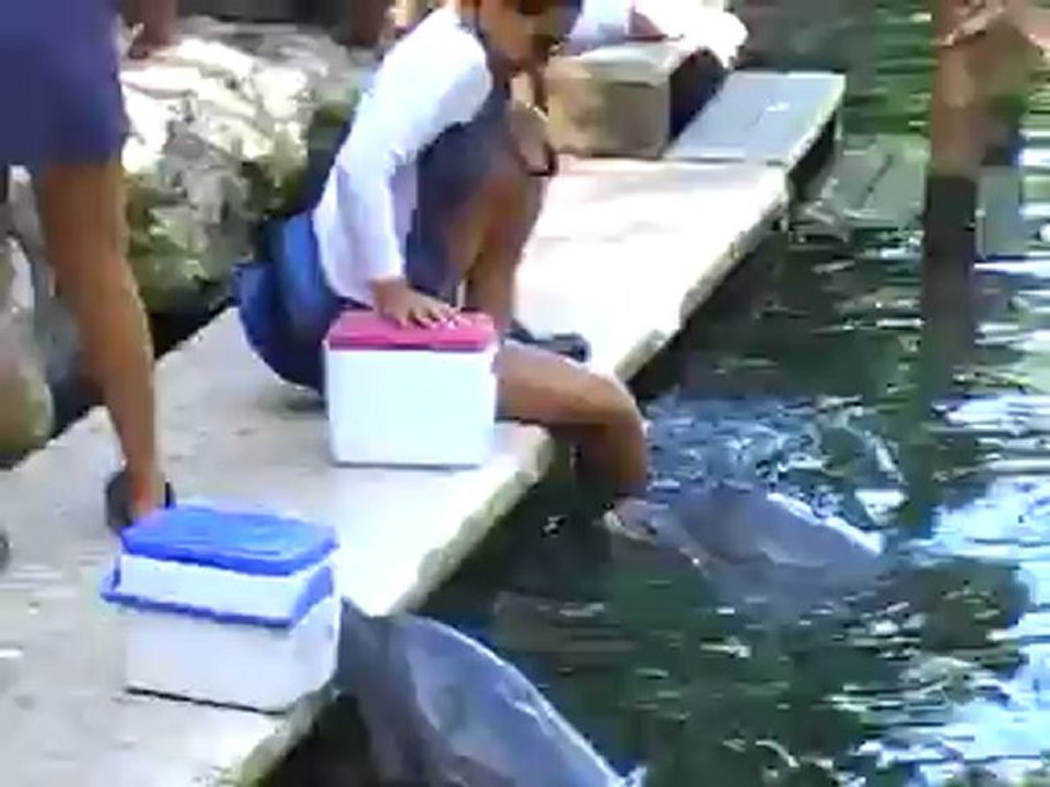 Hubert Fella beim Delfin schwimmen in Mexiko Playa del Carmen www.Fella.de