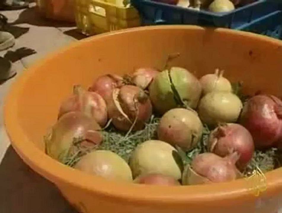 زراعة الرمان في سلطنة عمان