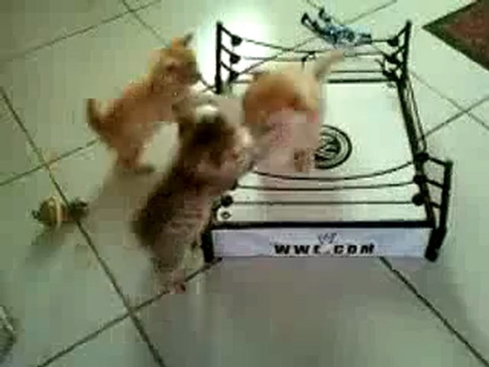 combat de catch