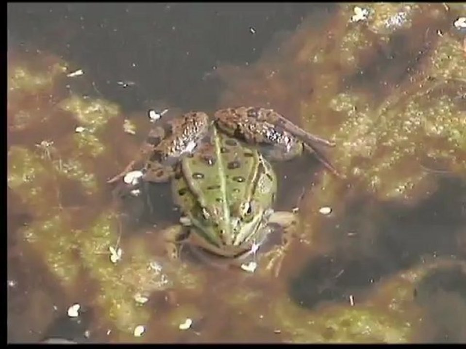 La grenouille et l'écureuil