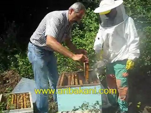 Kestane balı hasadı, şile kızılcaköy 2012 arıcılık videoları