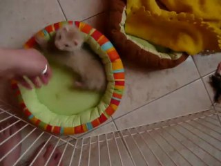 les démons J+54: distribution de pintadeaux