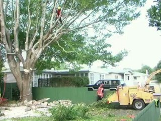 Tree Service St Johns Tree Fellas Ltd