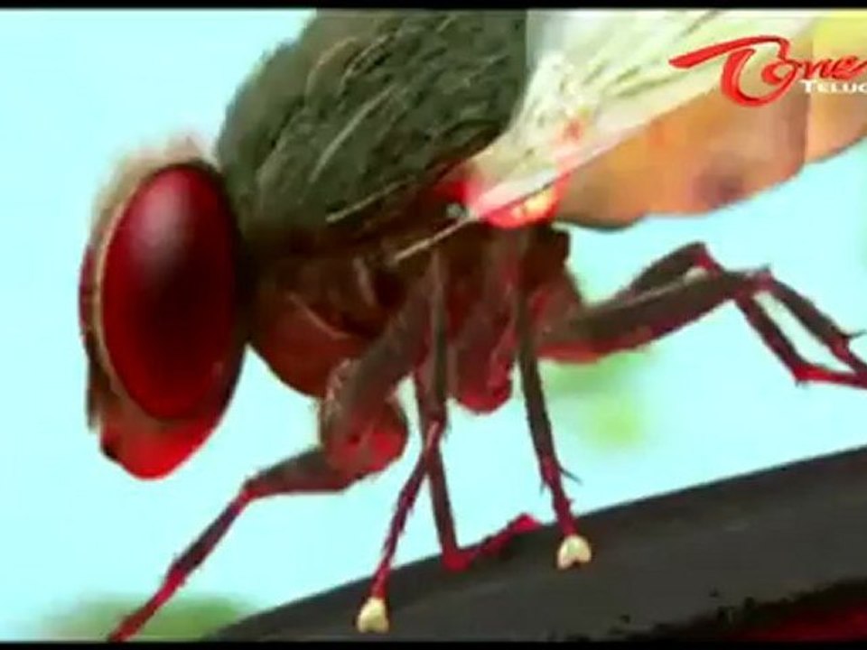 Eega Movie Final Progress Report