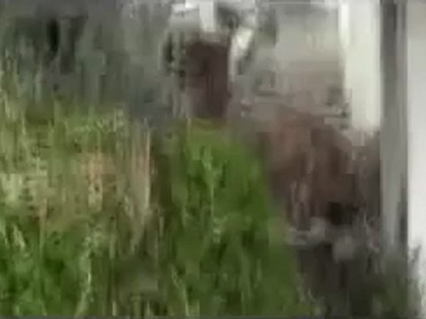 Syria فري برس حمص قلعة الحصن اثار القصف المدفعي على المنازل 26 6 2012 ج5 Homs