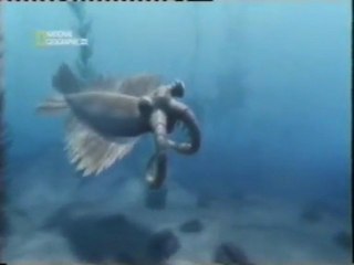 El origen de la Tierra (6): La explosion cambrica (530 millones de años)