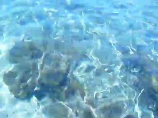 ont voit les poissons qui viennent manger