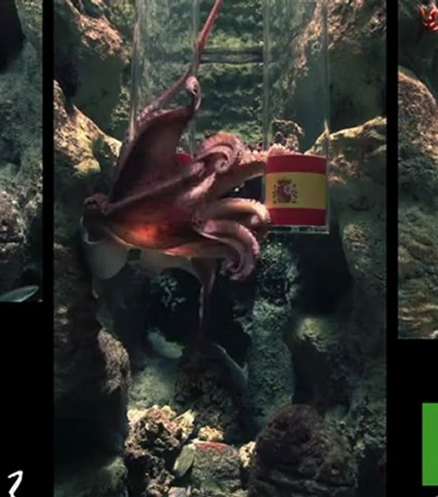 Portugal - Espagne : la prédiction de Pierre le poulpe