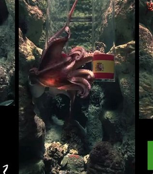 Portugal - Espagne : la prédiction de Pierre le poulpe