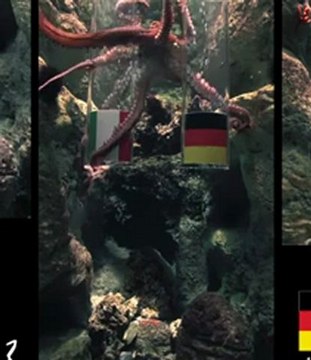 Allemagne - Italie : la prédiction de Pierre le poulpe