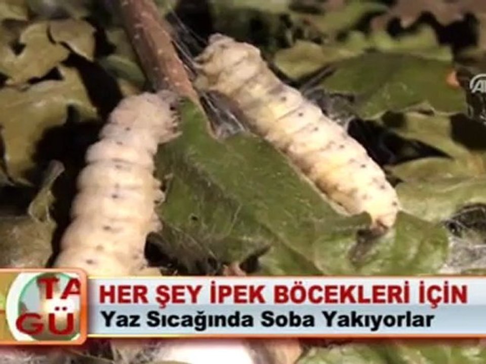 HER ŞEY İPEK BÖCEKLERİ İÇİN