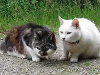 Mille og Daisy i skøn forening, 27.  juni , 2012