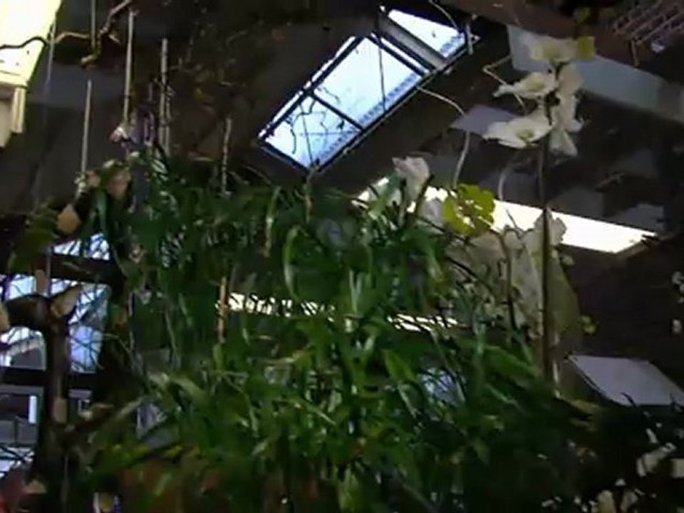 PU beschichtete Gartenhandschuhe für Damen