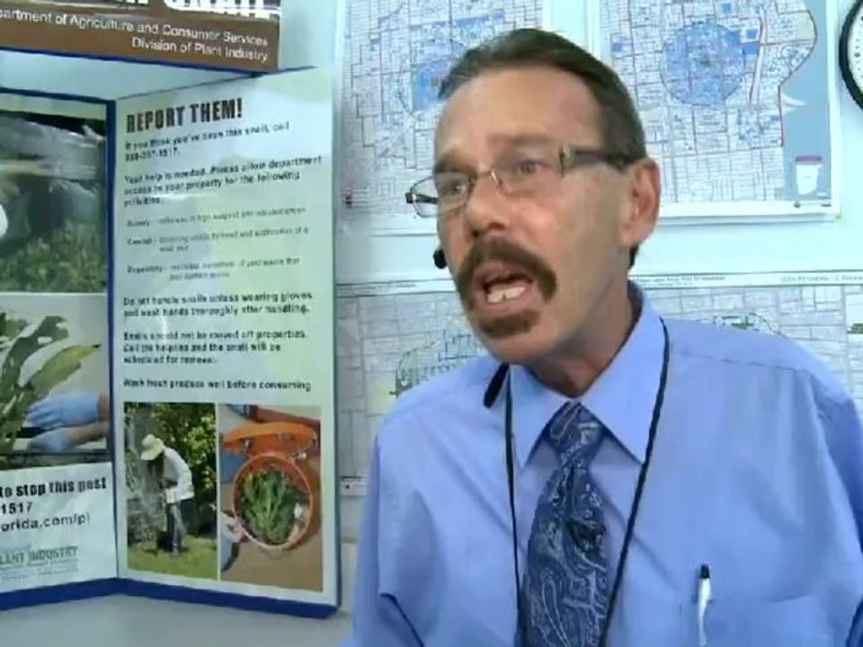 Les escargots africains de Miami