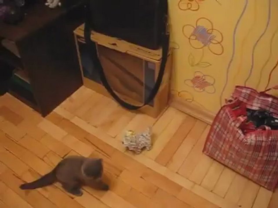 Gato ataca cão robô com um golpe à Karate Kid