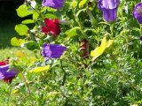 fleurs de mon jardin 27 juin 2012