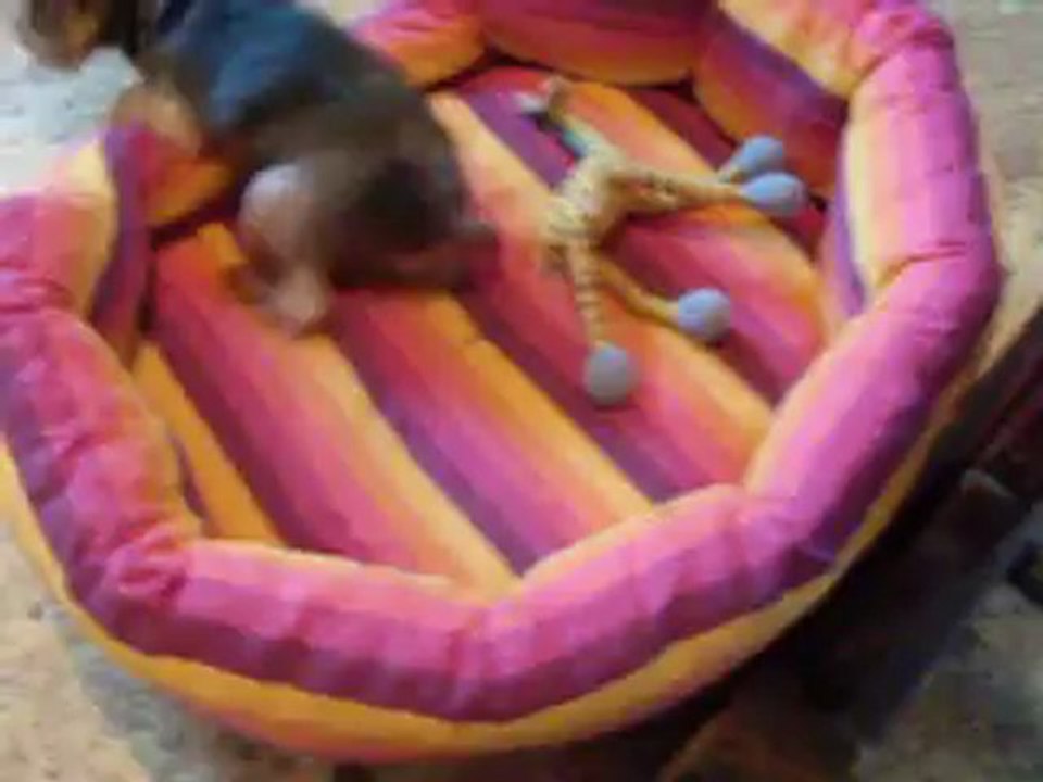mimi calamity