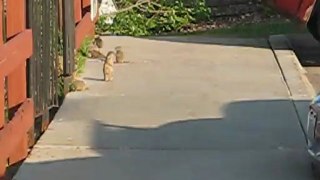 Annagay Shorten filming squirrels outside
