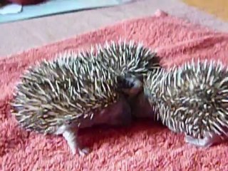 La tétée du hérisson