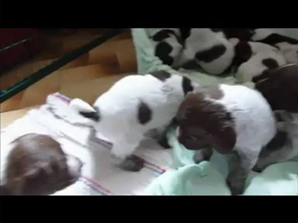 LES CHIOTS DE BAHIA