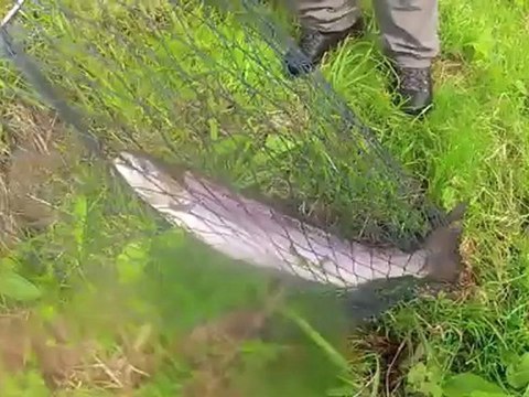 Stage pêche du saumon à la mouche et aux leurres en Ecosse 2012