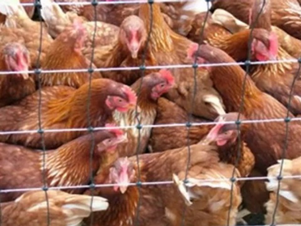 Things You Have Got To Learn On Building A Chicken Coop