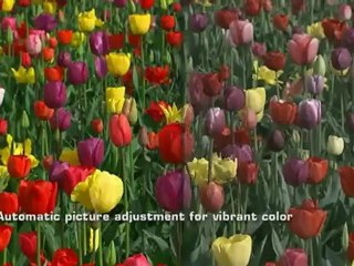 NVIDIA PureVideo HD 1080p FullHD