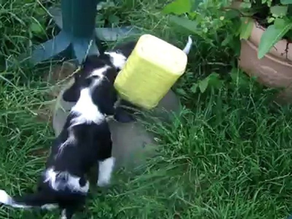 BB