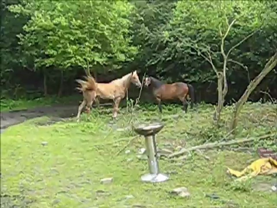 Tj et Kaizer arrivée au Ecurie de Laroche