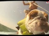 International Surfing Day Contest - Surfing Bulldog on ISD