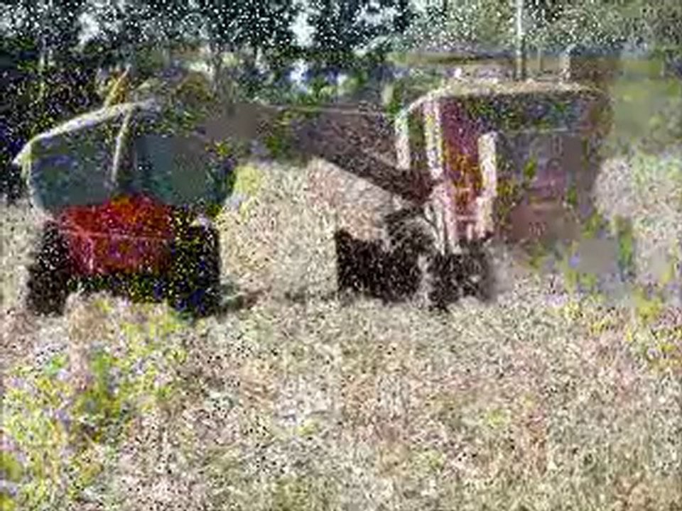 Granja_de_Morondanga