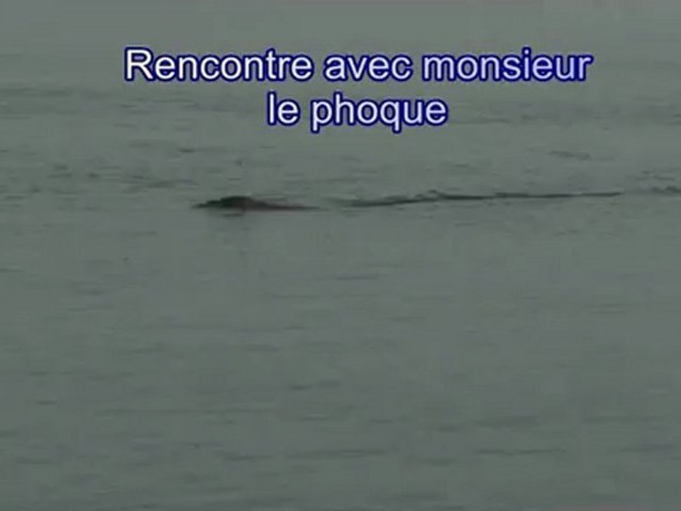 Rencontre avec monsieur le phoque