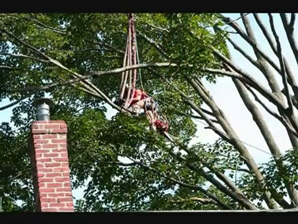 Mayer Tree Service Boston, MA
