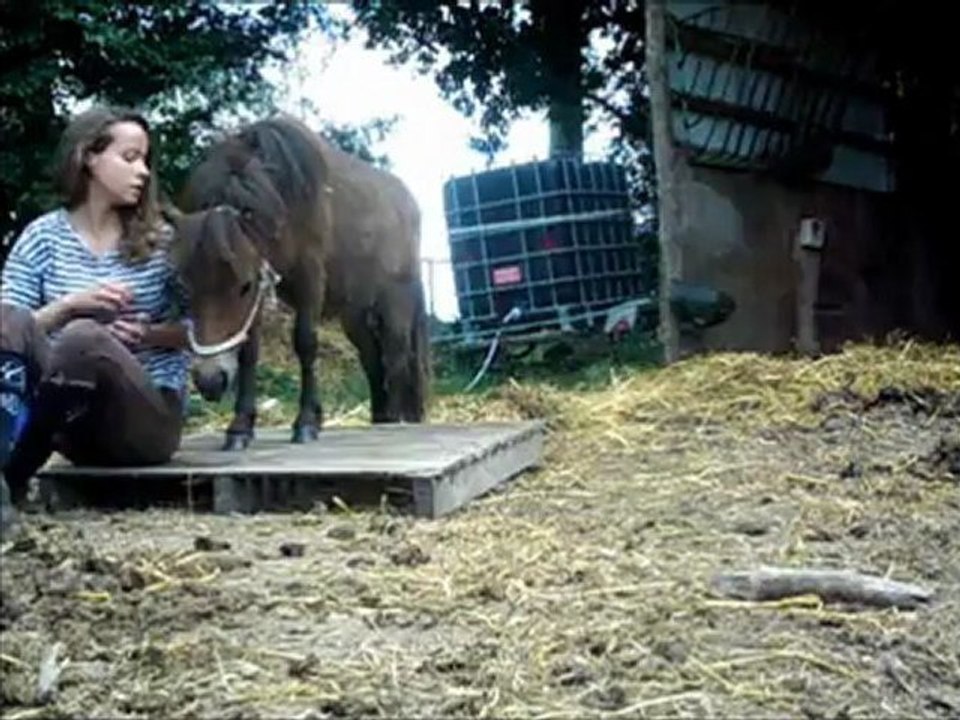 Il me vend du rêve, évolution de mon poulain.