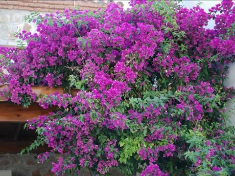 Folklorik Turizm Bozcaada Videoları