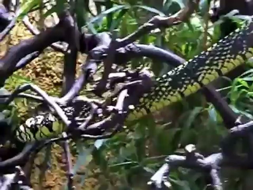 Bird Munich 2009 im Zoo Hellabrunn